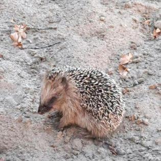 Jurta Na Skraju Lasu Luxuszelt *